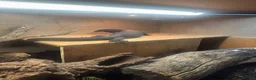 Monitor reptiles for sale: Black Dragon for Sale - Advert 3