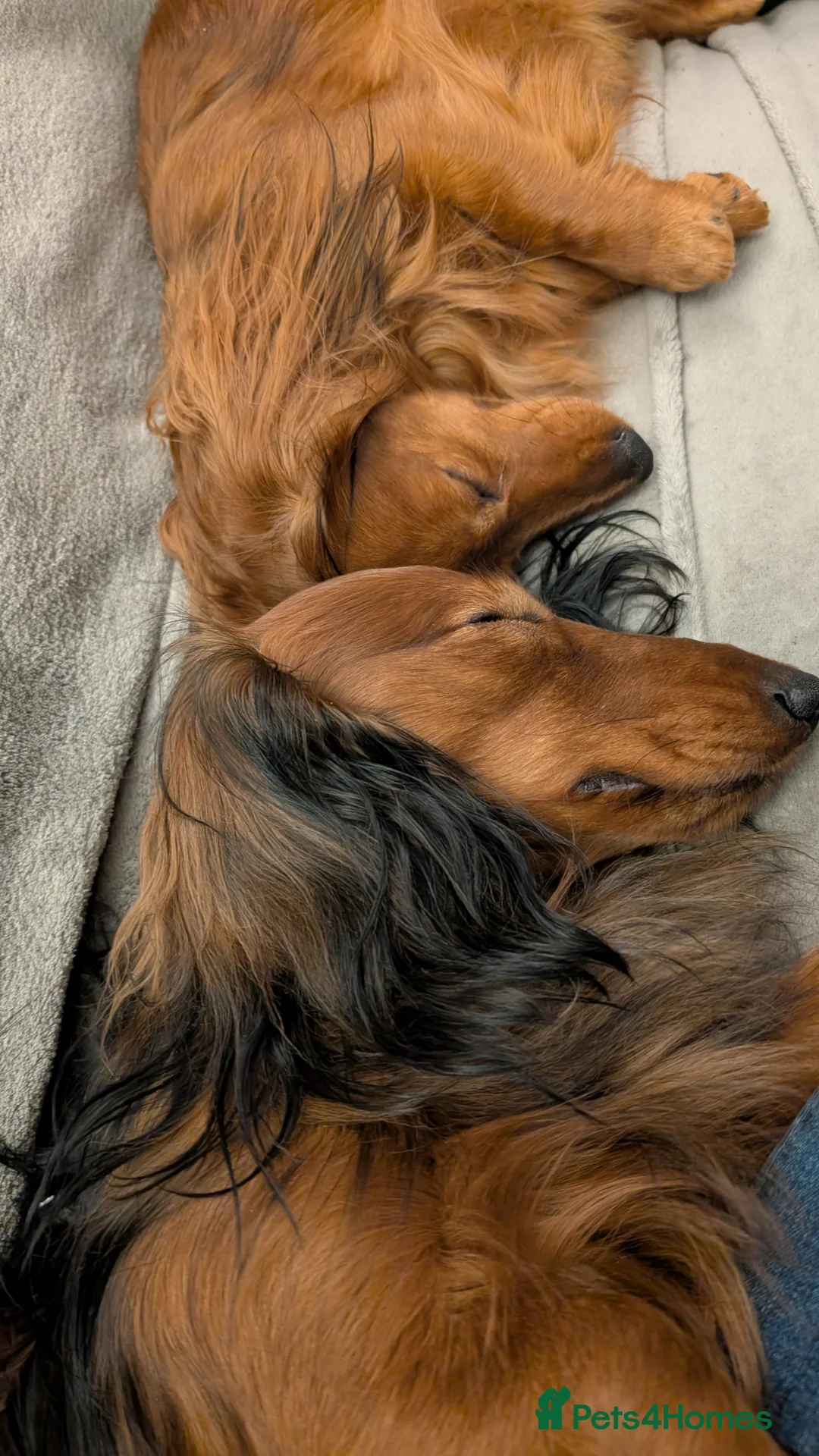 Miniature Dachshund dogs for stud: Miniature Long Haired Dachshund Pra 1 Clear KC reg in Peterborough - Advert 3