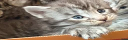 Maine Coon cats for sale: Tica registered 4 female mainecoons left,  polys - Advert 4