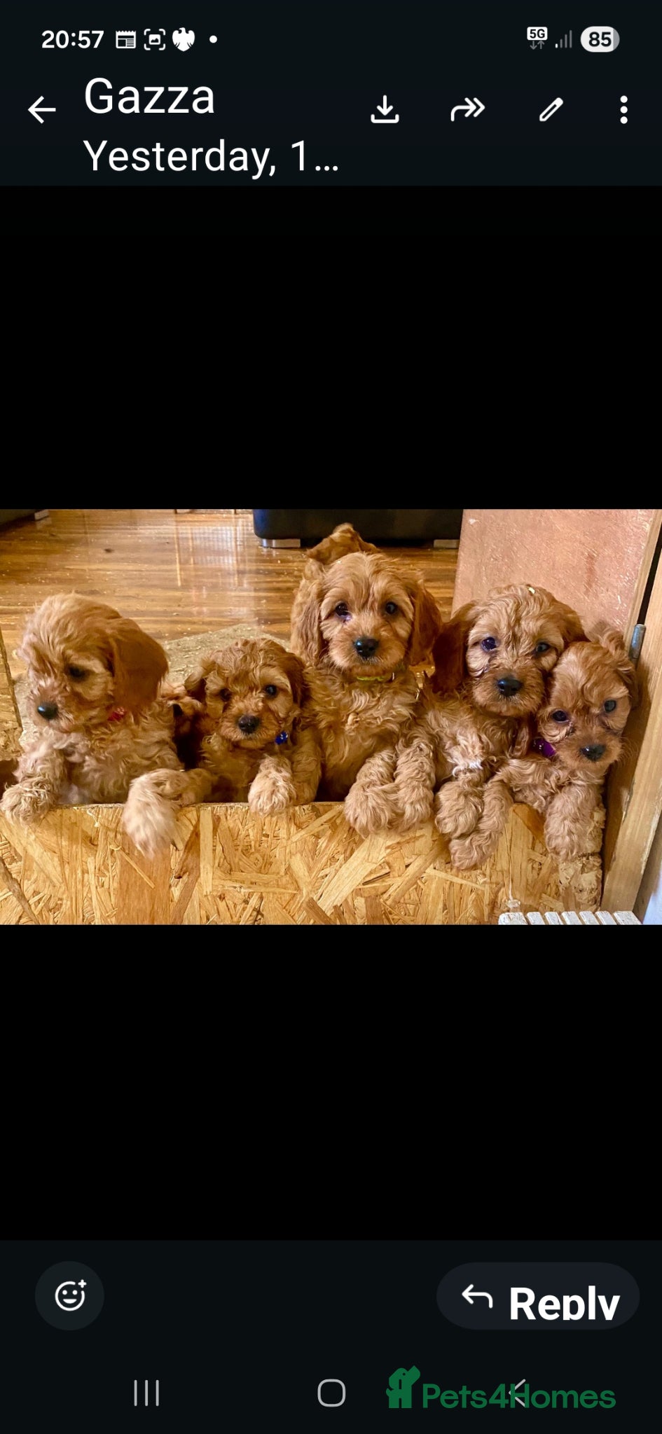 Cavapoo dogs F1 CAVAPOOS READY TO LEAVE. - Advert 2