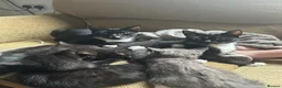 Mixed Breed cats for sale: Kittens ready in Wakefield in Wakefield - Advert 1