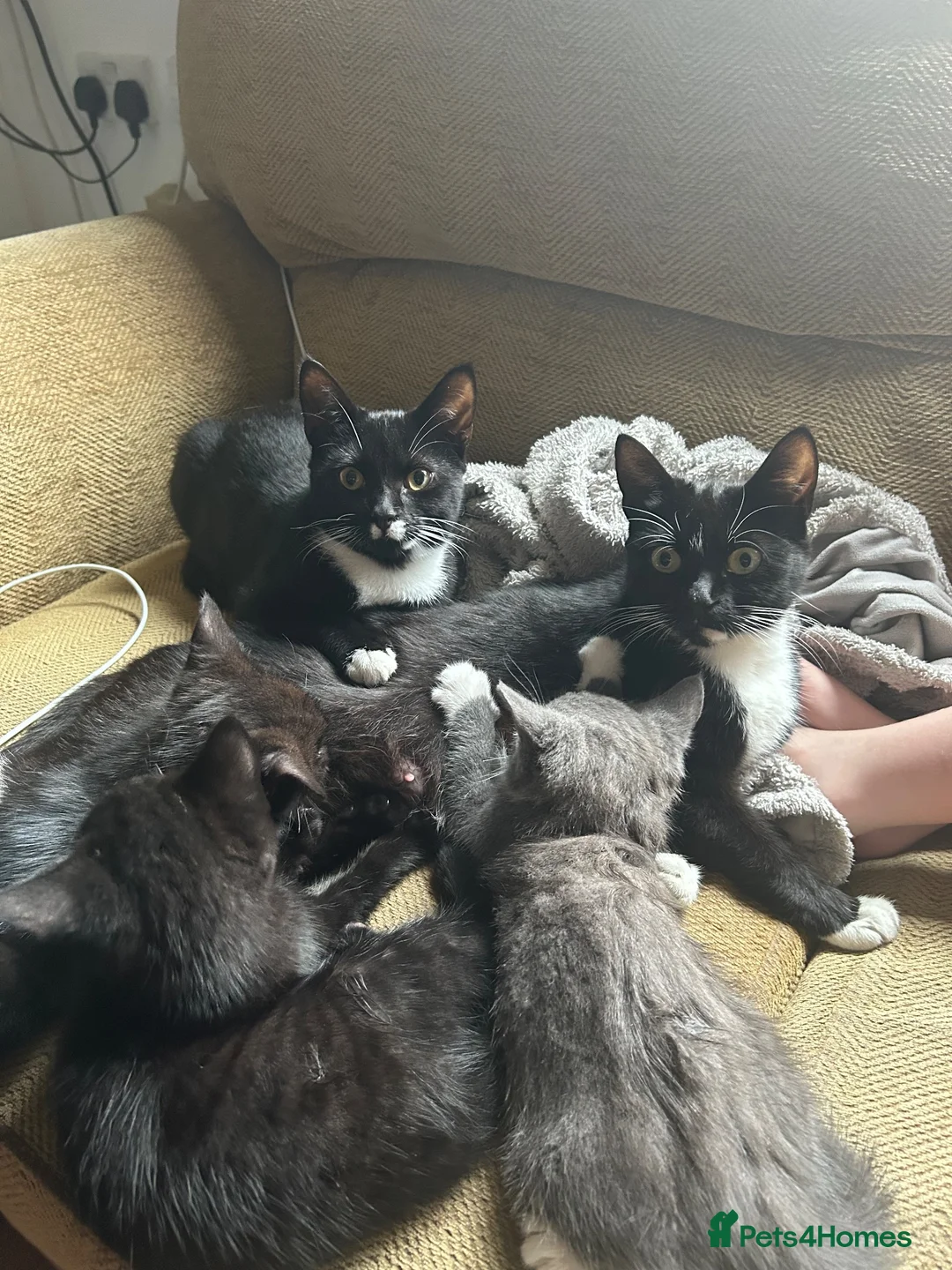 Mixed Breed cats for sale: Kittens ready in Wakefield in Wakefield - Advert 1
