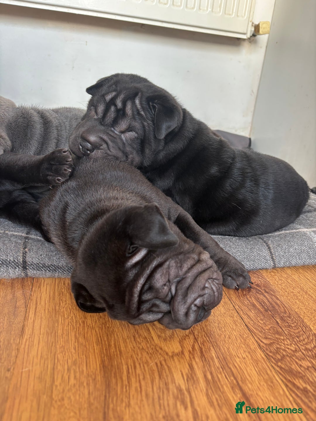 Shar Pei dogs for sale: Healthy Shar Pei puppies - Advert 2