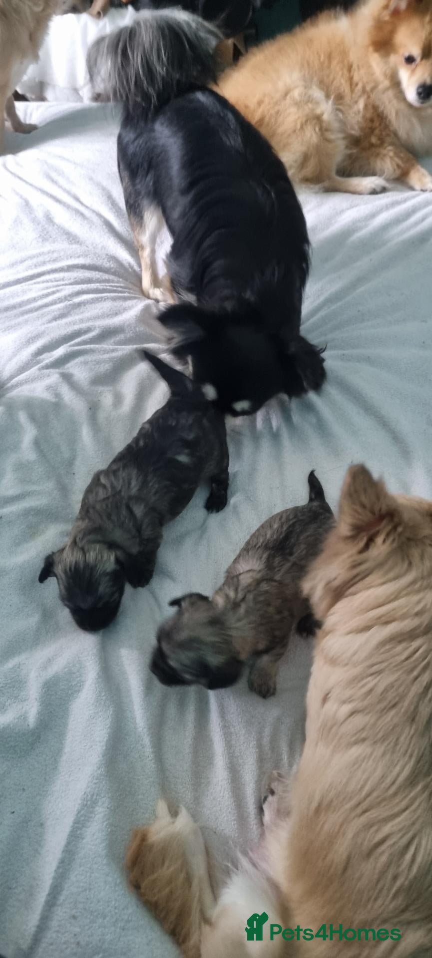 Chihuahua dogs for sale: Chihuahua puppies, Glasgow - Advert 3