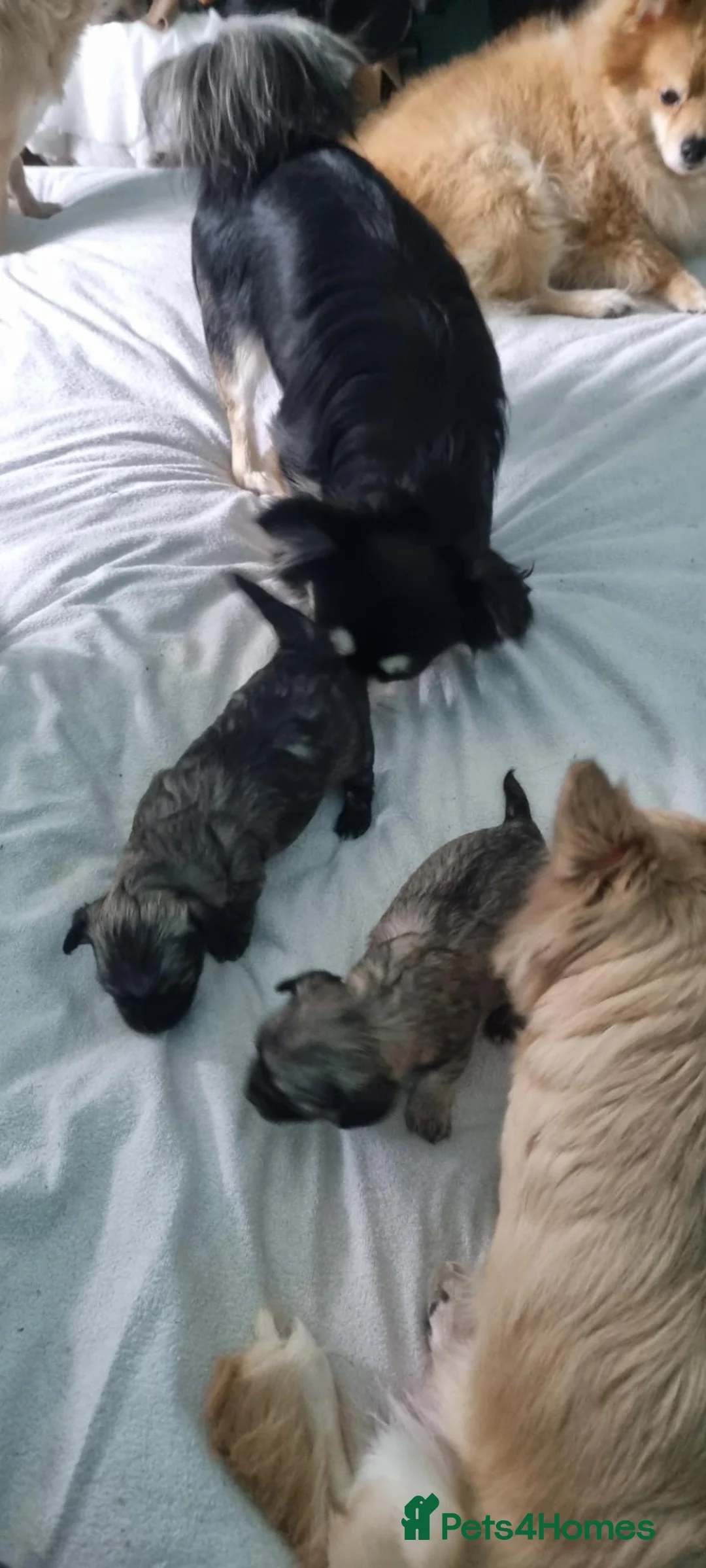 Chihuahua dogs for sale: Chihuahua puppies, Glasgow in Glasgow - Advert 1