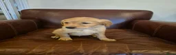 Golden Retriever dogs for sale: Gorgeous dark kc golden retriever pups - Advert 2