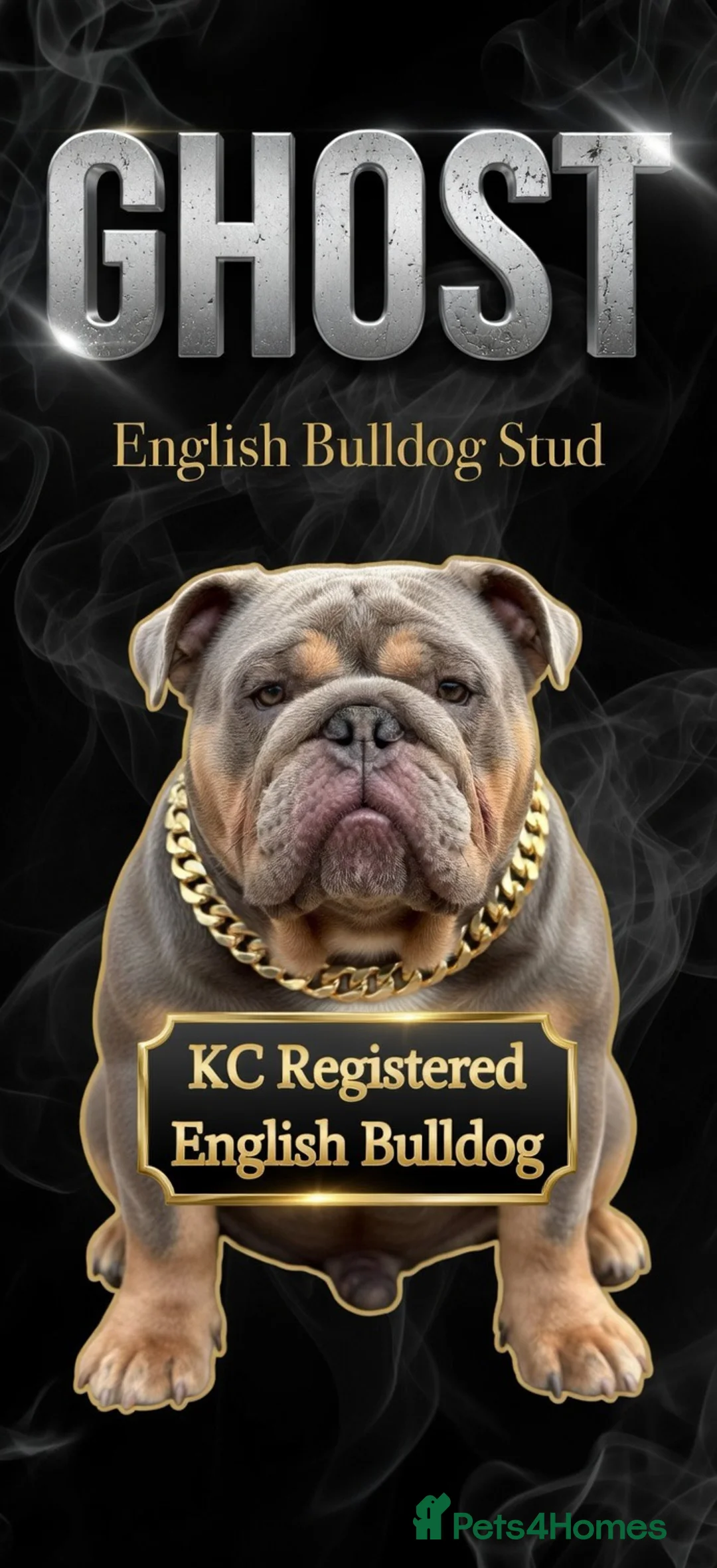 English Bulldog dogs for stud: King Nemesis Son English bulldog stud well proven - Advert 4