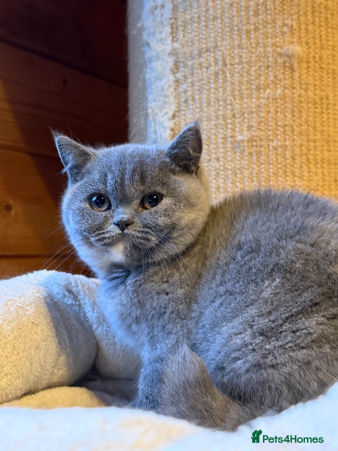 British Shorthair cats for sale: British Shorthair Kittens blue tortie  - Advert 12