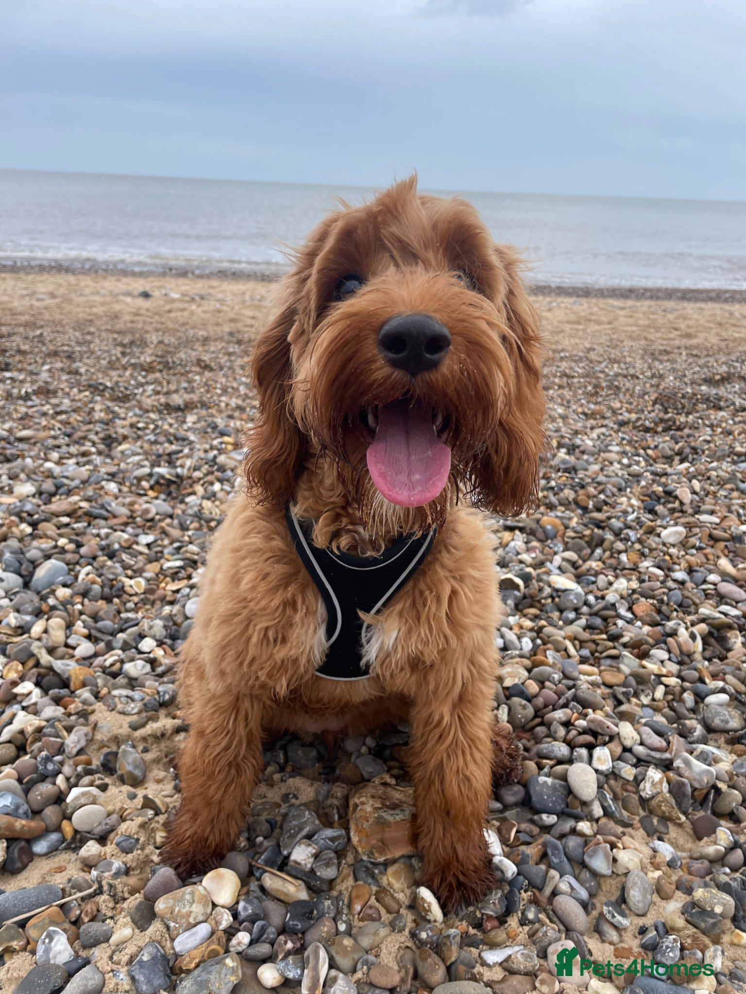 Cockapoo dogs Rosie 🐾 - Advert 1