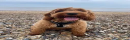 Cockapoo dogs for sale: Rosie 🐾 - Advert 1