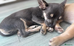 Chihuahua dogs for sale: 💙💛 Blue & tan pure breed deer head chihuahuas 💙 - Image 1