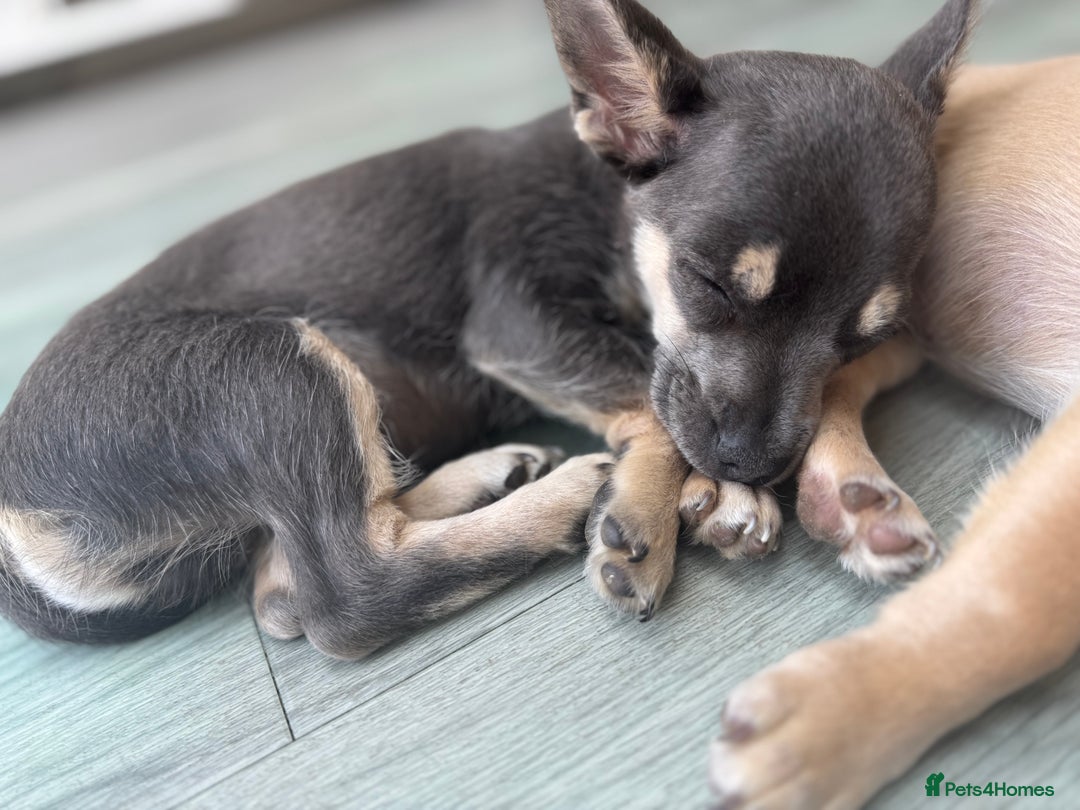 Chihuahua dogs for sale: 💙💛 Blue & tan pure breed deer head chihuahuas 💙 - Image 1