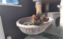 Bengal cats for sale: Beautiful Bengal Female  - Image 11