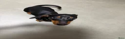 Dachshund dogs for sale: Miniature dachshund 6 month puppy - Advert 5