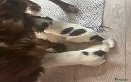 Sprocker dogs for sale: Beautiful Sprocker puppies  - Image 8