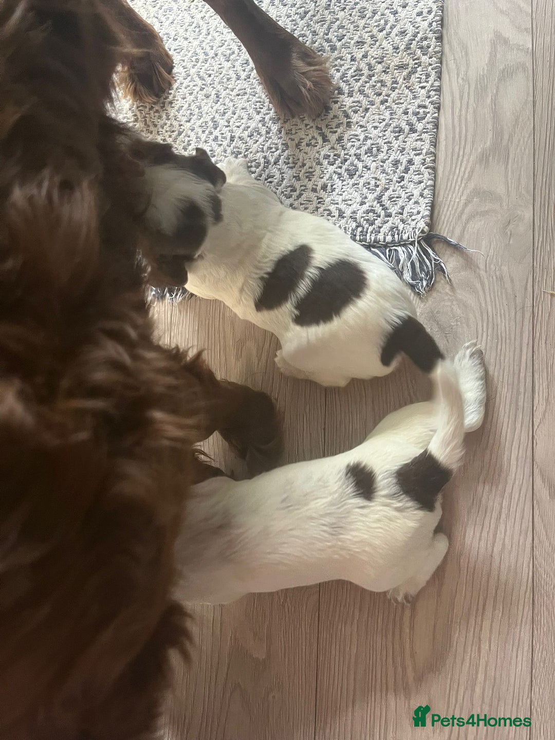 Sprocker dogs for sale: Beautiful Sprocker puppies  - Image 8