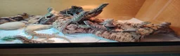 Bearded Dragon reptiles for sale: Baby Bearded Dragons - Advert 5