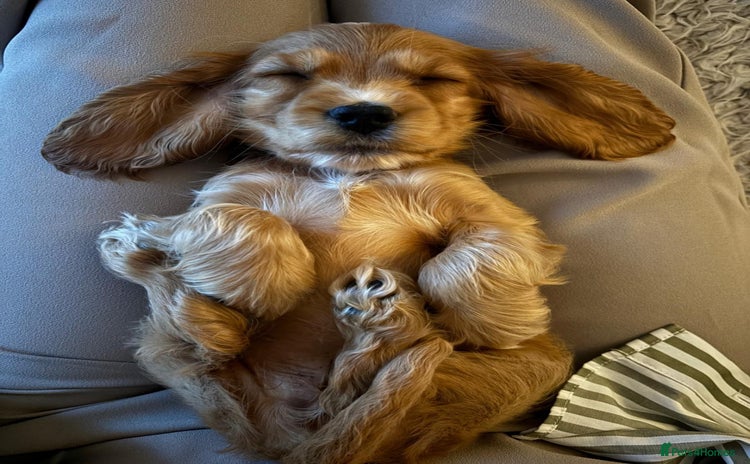 Cocker Spaniel dogs - Advert 16