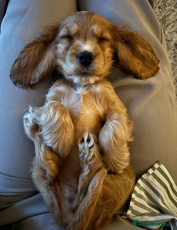 Cocker Spaniel dogs - Advert 1