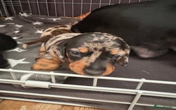 Miniature Dachshund dogs for sale: Venus is a mama to 5! - Image 4
