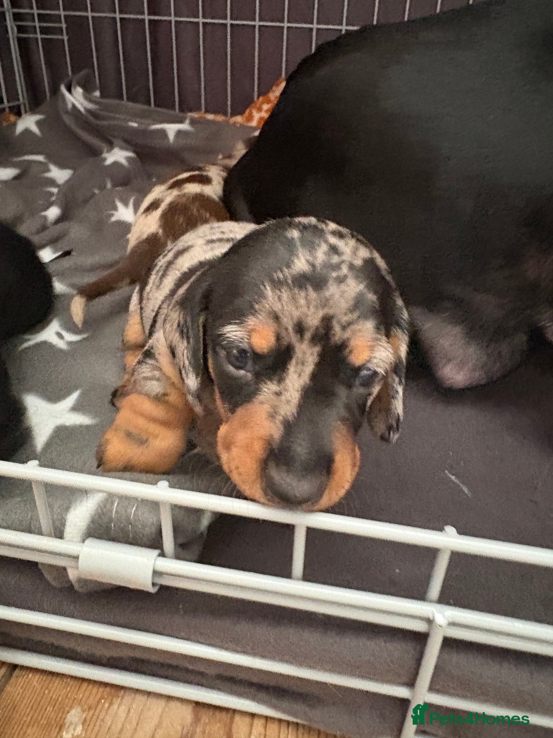 Miniature Dachshund dogs for sale: Venus is a mama to 5! - Image 4