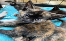 British Shorthair cats for sale: Beautiful Shorthair kittens - Image 4