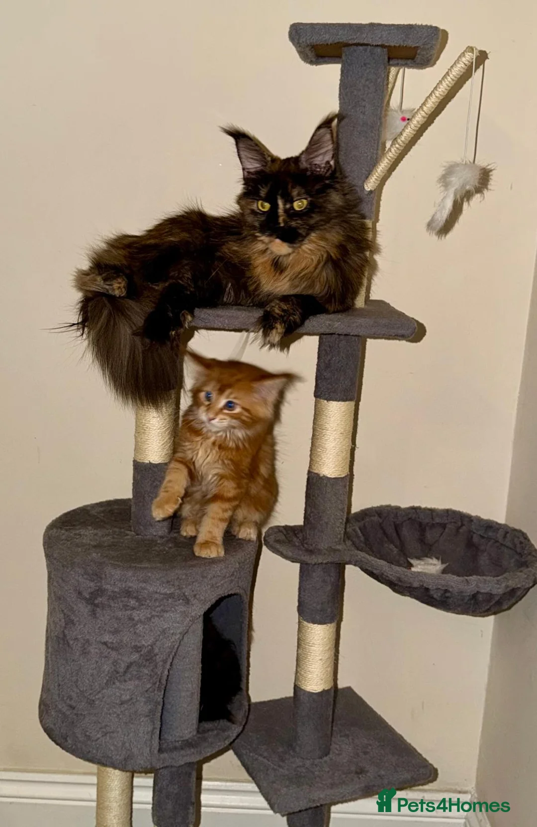 Maine Coon cats for sale: Ready to be re-homed - Advert 2