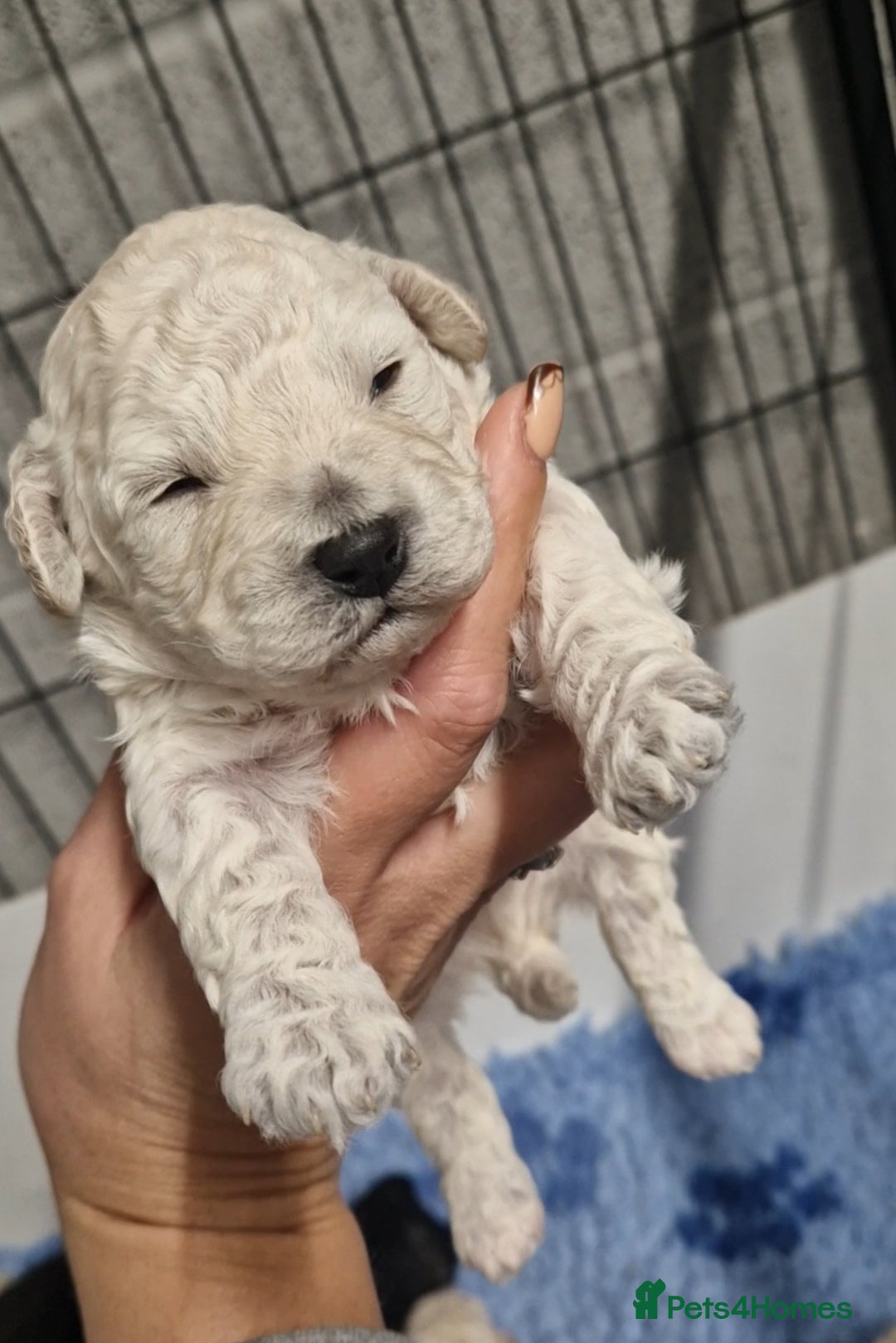 Poochon dogs for sale: 💥RARE COLOUR PHANTOM/CARRIER F1 POOCHONS 💥 - Advert 7