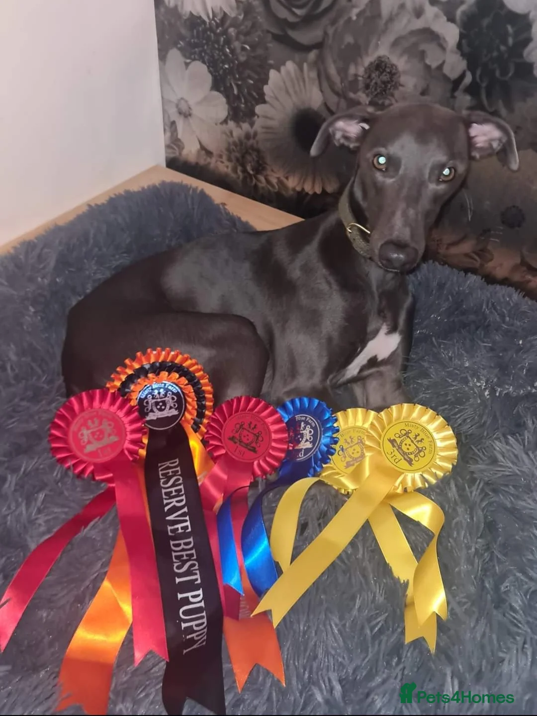 Whippet dogs for stud: Small 19",heart test clear,Full Blue Kc reg stud in Bishop Auckland - Advert 4