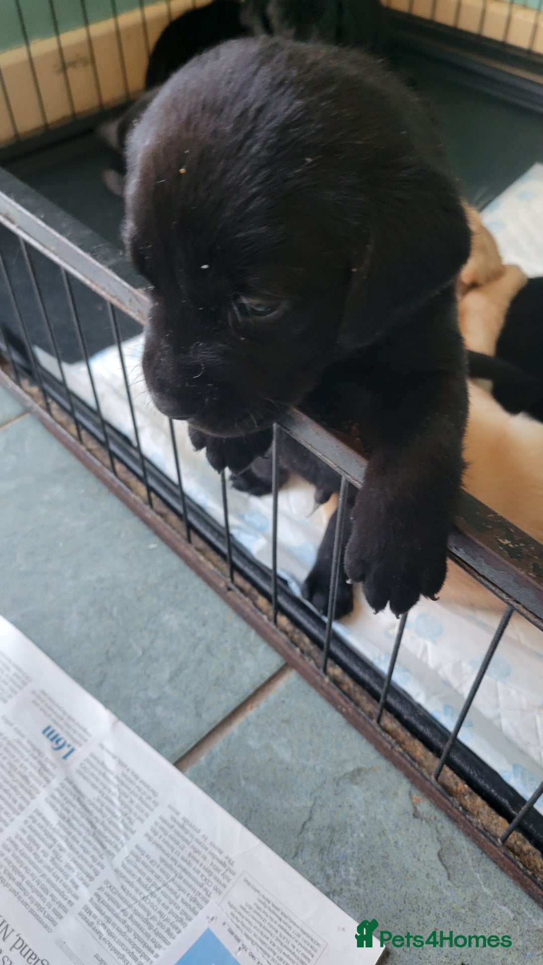 Labrador Retriever dogs for sale: Family bred Labrador puppies - Image 14