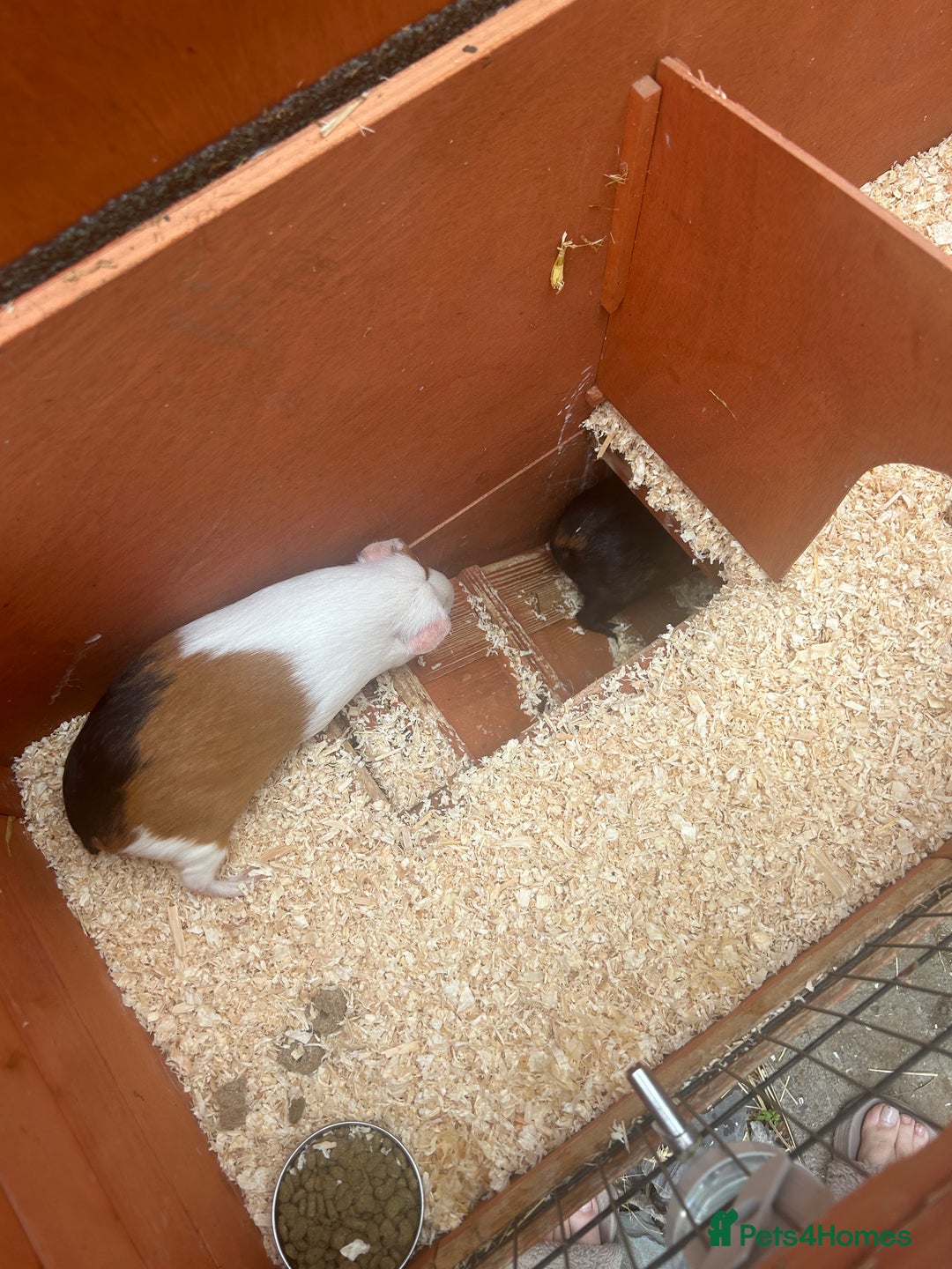 Guinea Pig rodents for sale: Two beautiful female guinea pigs  - Image 2