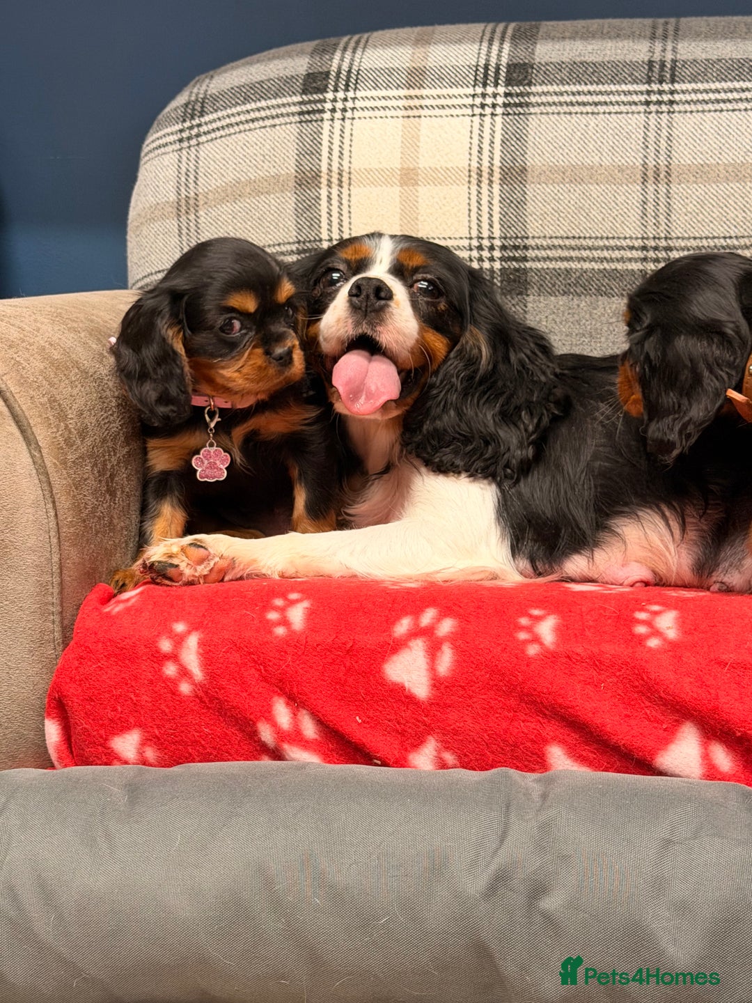 Cavalier King Charles Spaniel dogs for sale: 🐶 Beautiful Cavalier King Charles  Puppies 🐶 - Advert 10