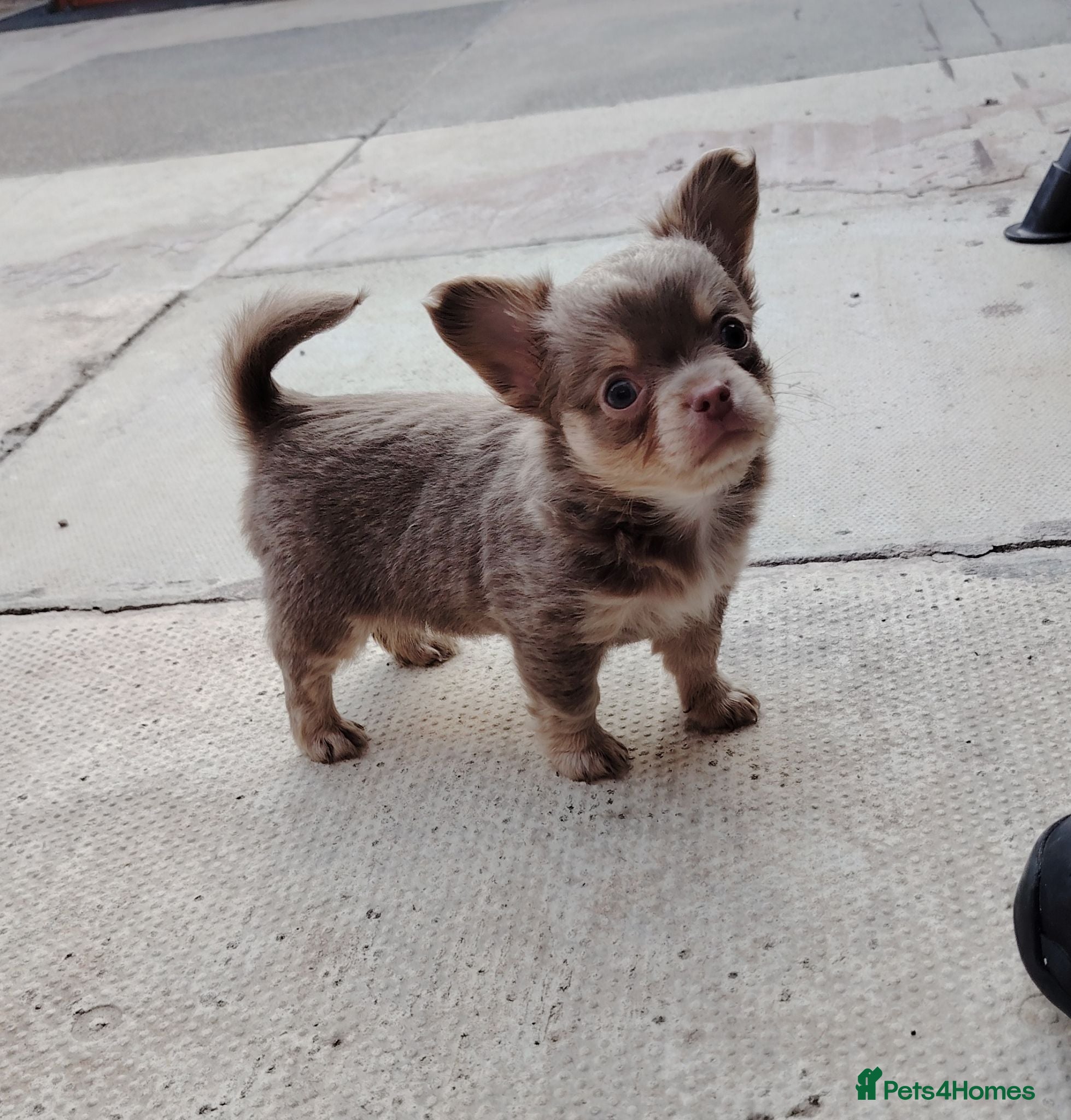 Chihuahua dogs 1 long coat chihuahua boy lilac tan  - Advert 8