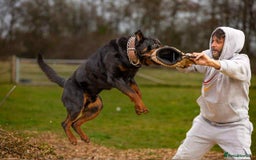 Rottweiler dogs for sale: Beautiful KC registered Rottweiler puppies  - Image 29