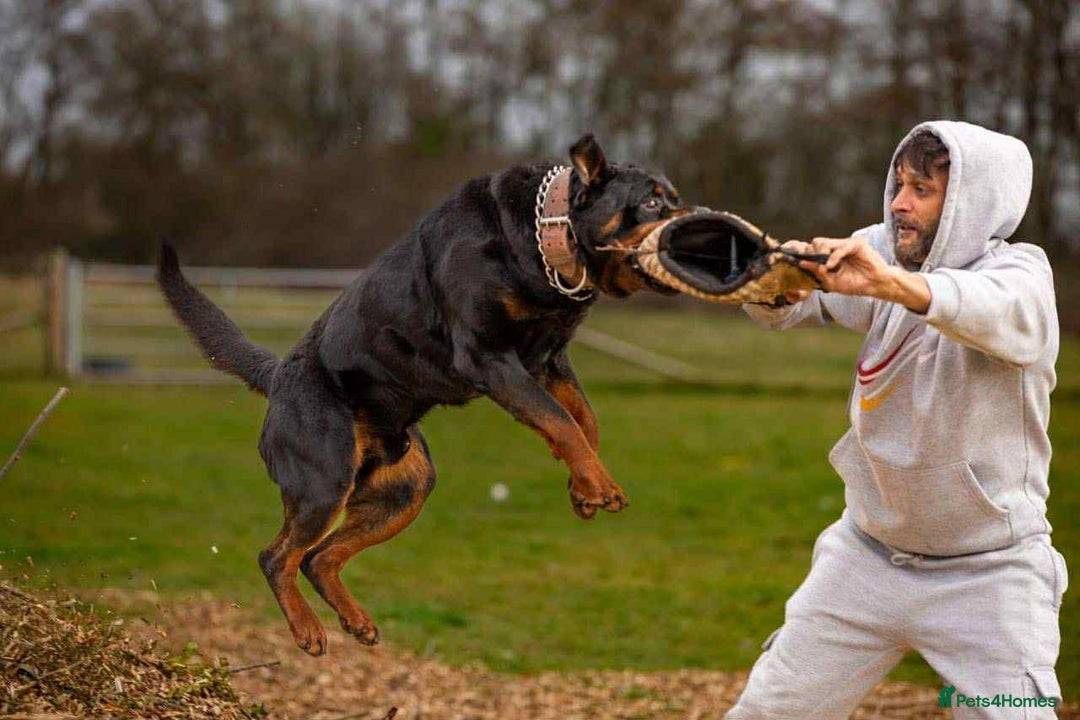 Rottweiler dogs for sale: Beautiful KC registered Rottweiler puppies  - Image 29