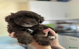 Sheepadoodle dogs for sale: F1b mini sheepadoodles - Image 29