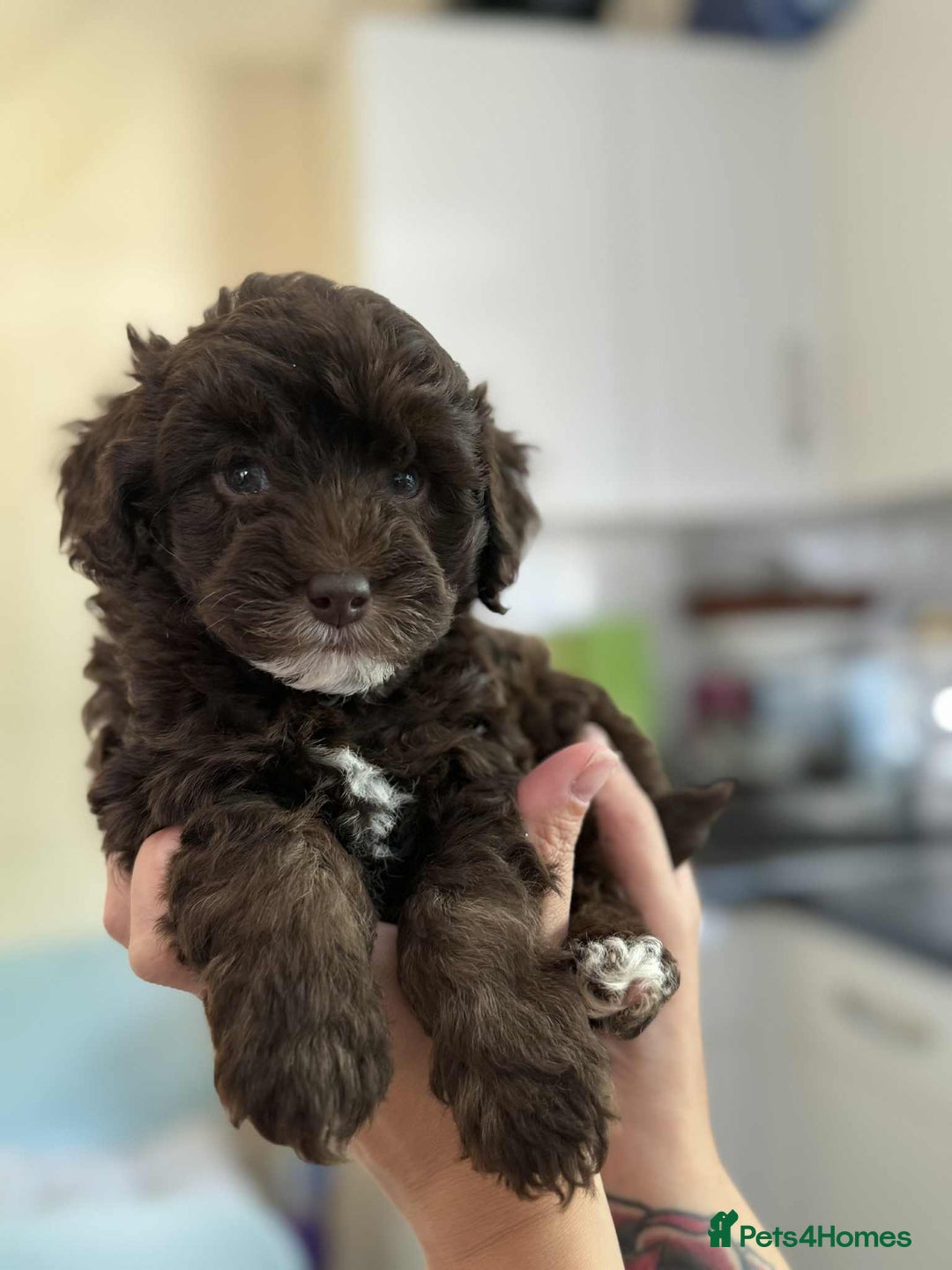 Sheepadoodle dogs for sale: F1b mini sheepadoodles - Image 29