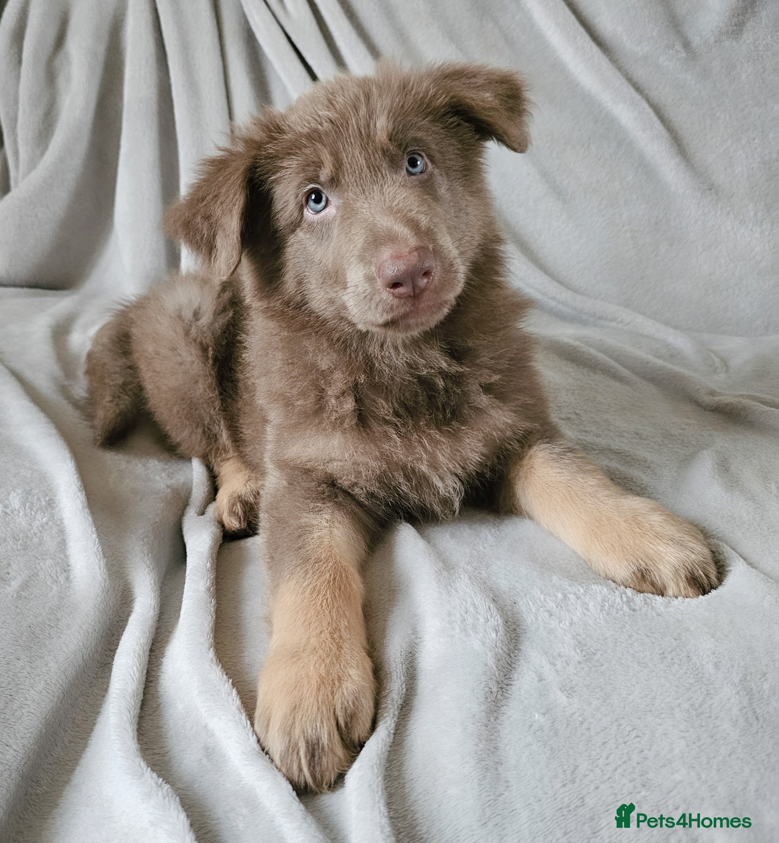 German Shepherd dogs 💠1 izzy female KC reg straight back GSP's💠 - Advert 1