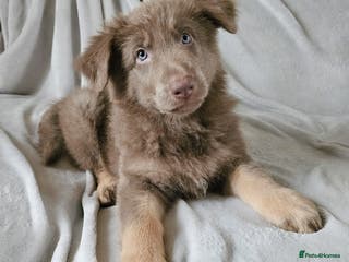 German Shepherd dogs 💠1 izzy female KC reg straight back GSP's💠 - Advert 1