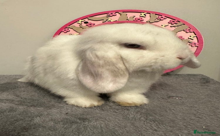 Mini Lop rabbits - Advert 3