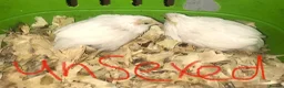 Quail poultry for sale: CHINESE PAINTED BUTTON QUAILS & VIVARIUM ! - Advert 2