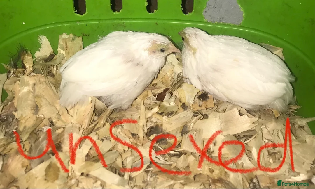 Quail poultry for sale: CHINESE PAINTED BUTTON QUAILS & VIVARIUM ! - Advert 2
