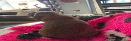 French Lop rabbits for sale: Giant French Lop - Advert 2