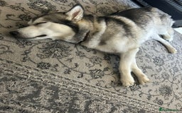 Shepsky dogs for sale: Shepsky - Image 33