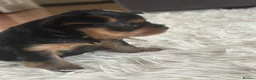 Yorkshire Terrier dogs for sale: 🐾✨  KC Registered Yorkshire Terrier Puppies ✨🐾   - Advert 6