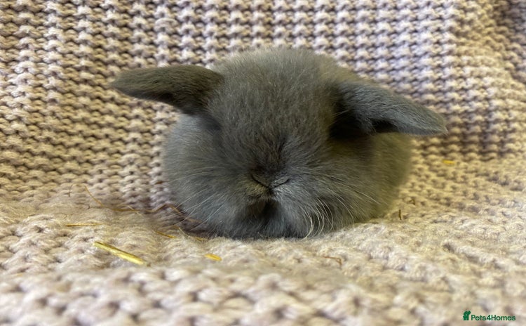Mini Lop rabbits Mini lop  - Advert 13