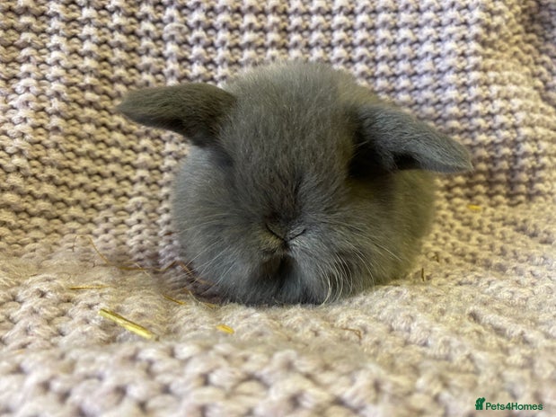 Mini Lop rabbits Mini lop - Advert 13