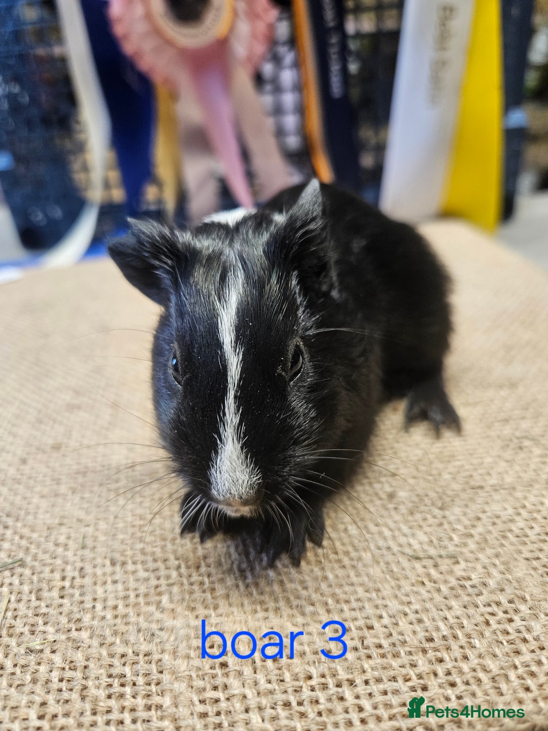 Guinea Pig rodents for sale: Beautiful rare swiss and smooth boys and girls - Image 5