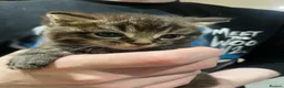 British Shorthair cats for sale: Three Gorgeous Kittens Looking For Forever Homes  in Peterhead - Advert 7