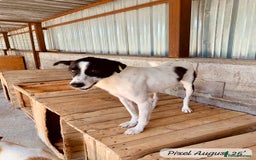 Mixed Breed dogs for adoption: Pixel, 3-4 yrs old. Available for adoption. - Image 20